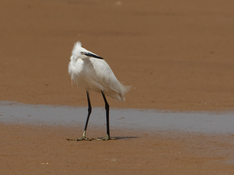 Egretta garzetta Kleine Zilverreiger Little Egret